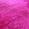 Iowa State 8'x10' Rug
